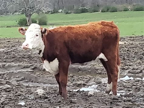 Beef cattle for sale near me. Things To Know About Beef cattle for sale near me. 